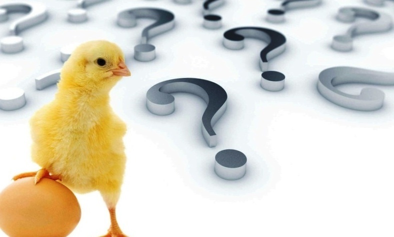 Первенство курицы и яйца. Кто появился раньше?