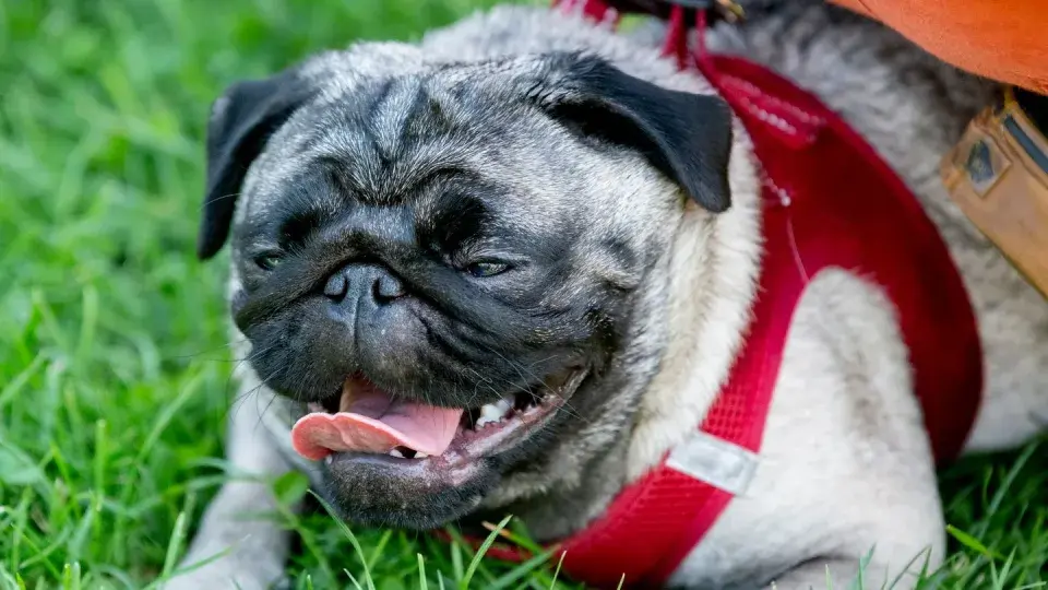 Больные модные собаки? - Исследователь осуждает тенденции разведения