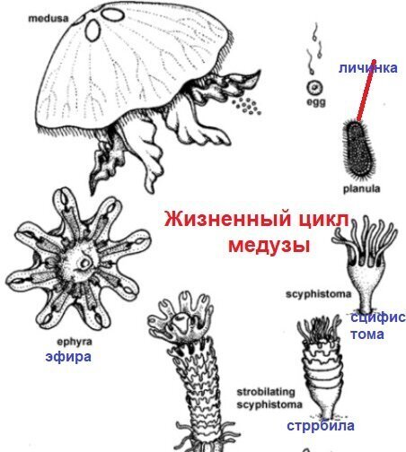 Мир Медуз, Гидр и Полипов. Что за организмы?