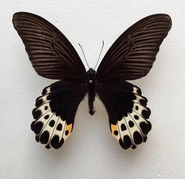 Яванский ПризрАК