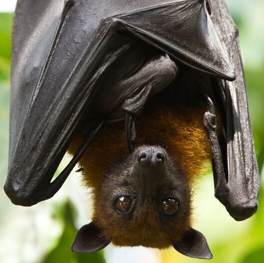 Самые большие рукокрылые животные