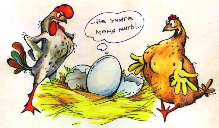 Так всё же: курица или яйцо? Отвечает наука!