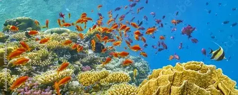 Путешествие в загадочный мир подводного рифа