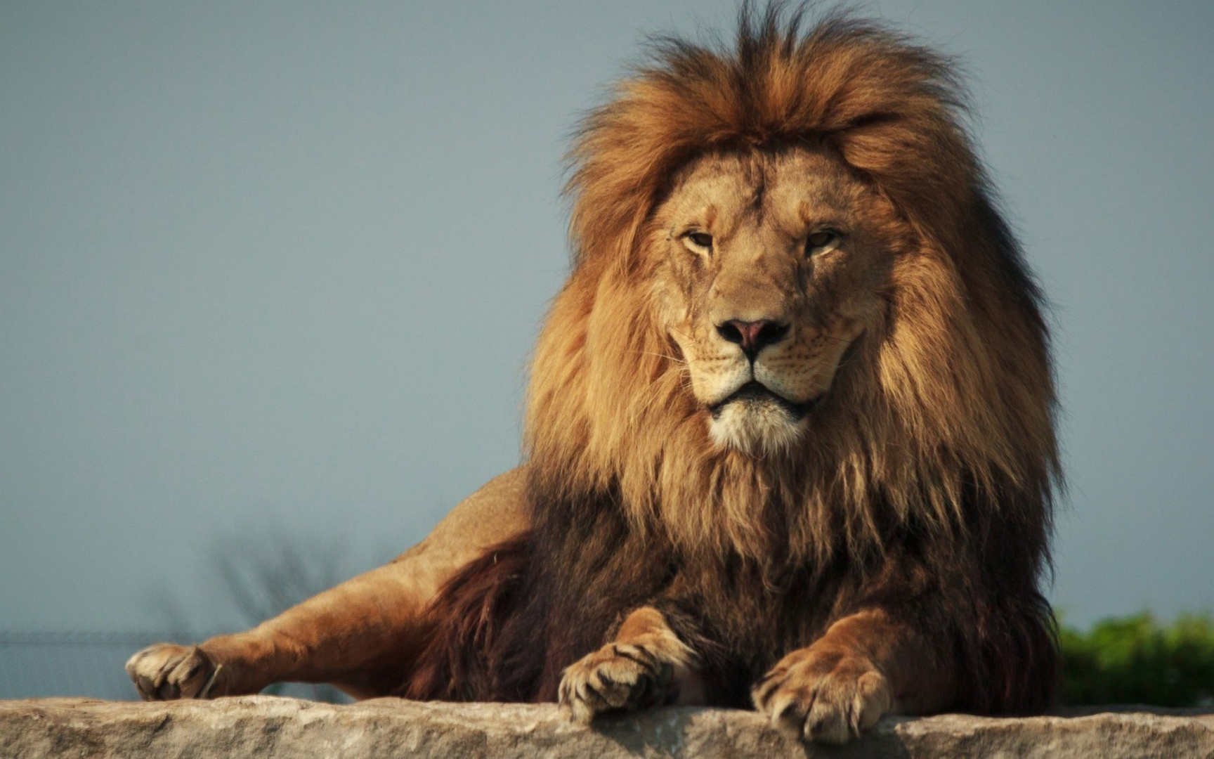 Как выжить при встрече со львом