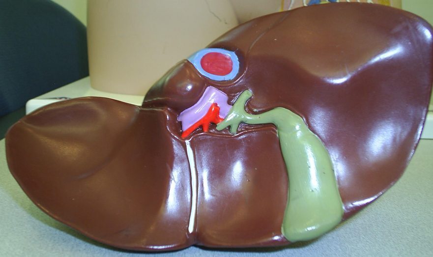 Алкоголь, сахар и мясо: Диетолог Дианова назвала продукты, разрушающие печень