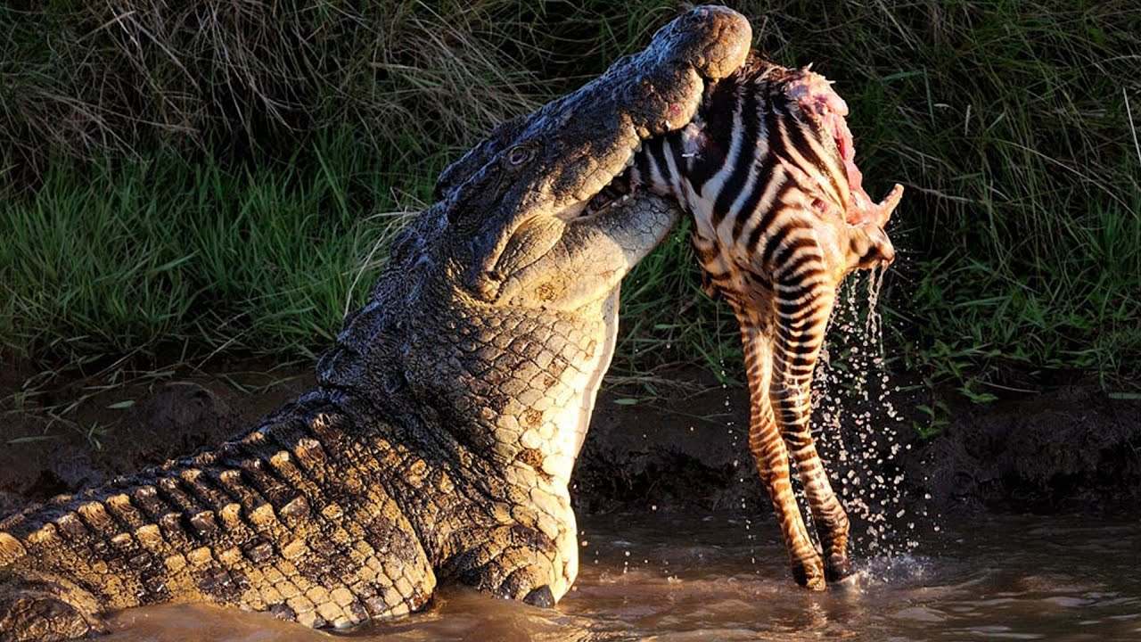 Как выжить при встречи с крокодилом?