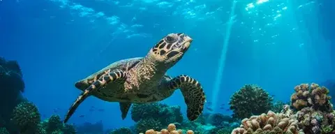 Путешествие в загадочный мир подводного рифа