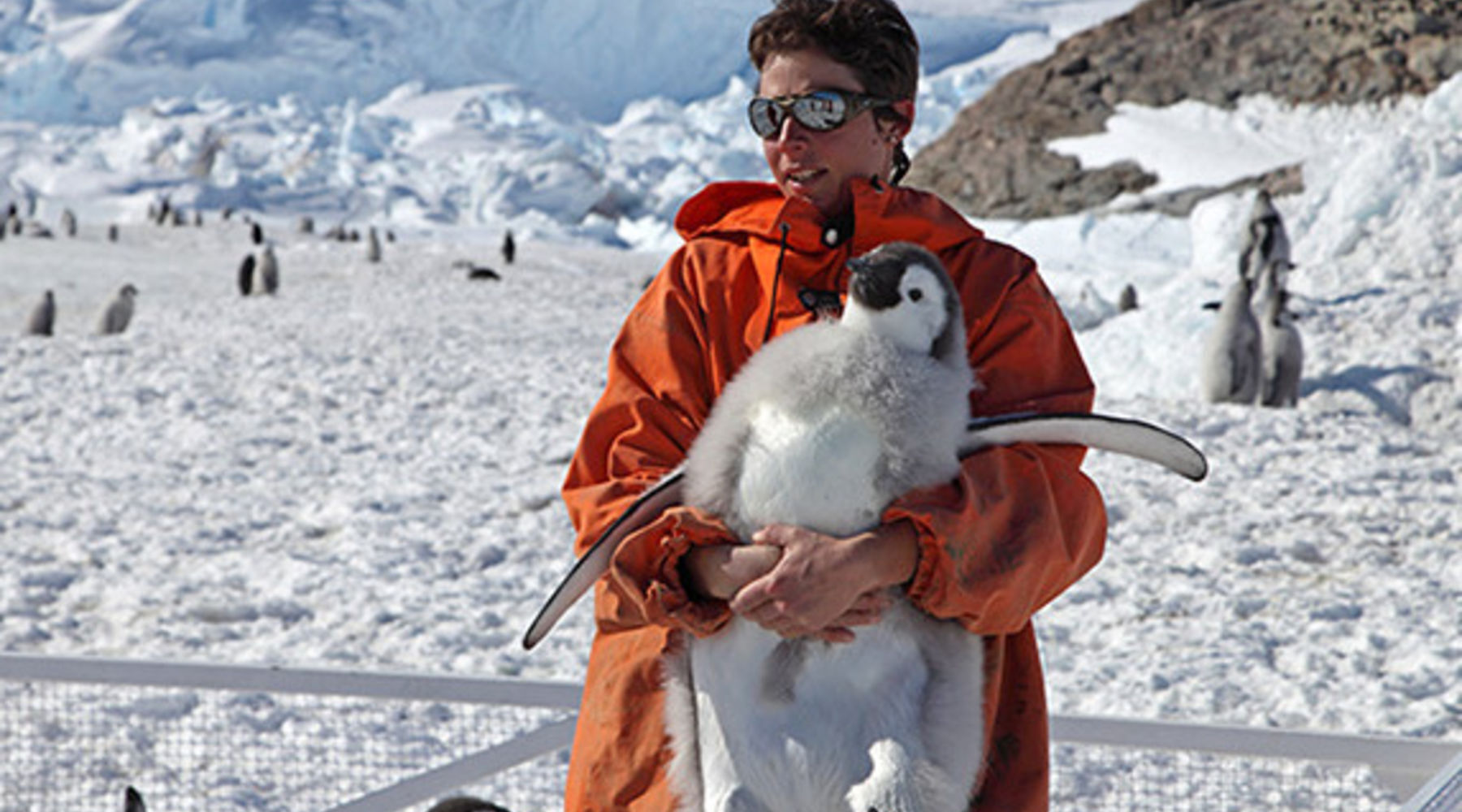 Переворачиватель пингвинов - слышали про такую профессию?