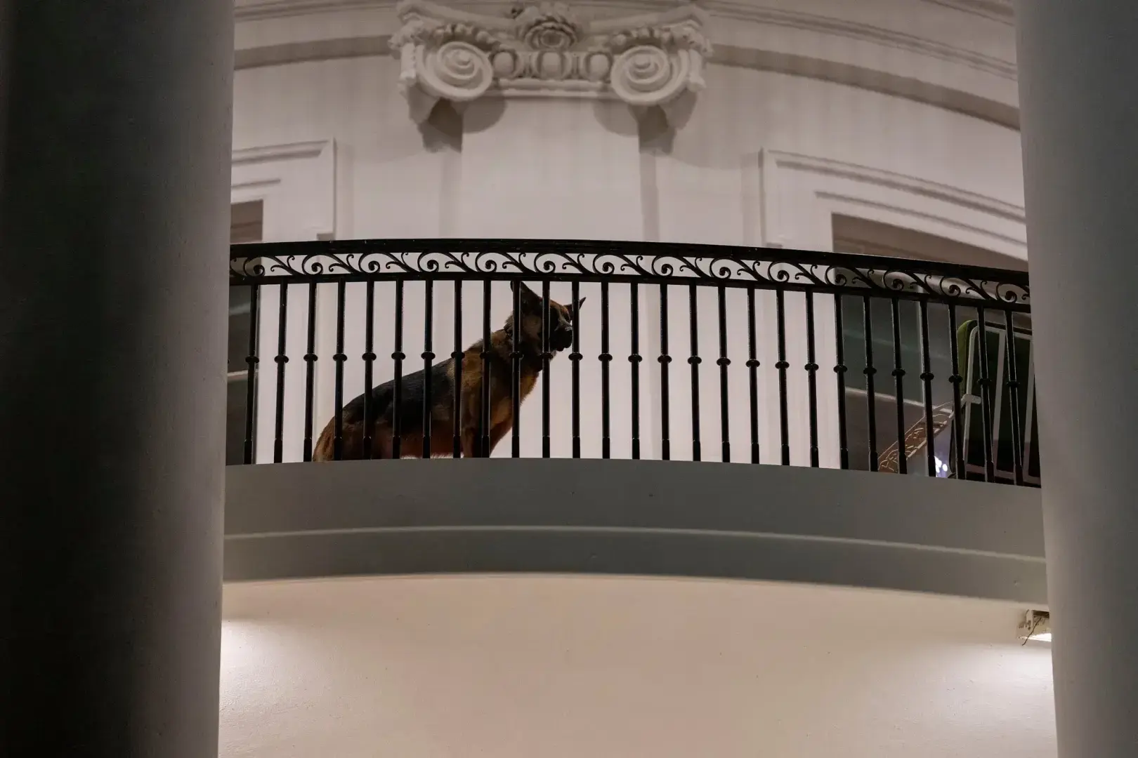 Собаки Байдена больше нет в Белом доме после последнего инцидента с укусом