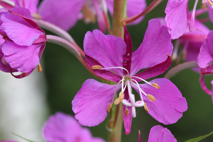 Проблемы с мочеиспусканием: растения, которые зарекомендовали себя!