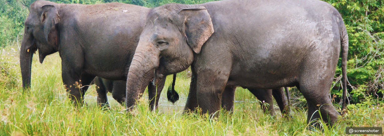 Суматранский слон