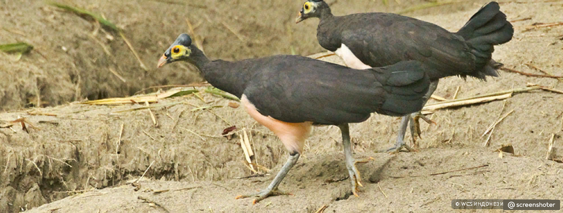 Птица Малео