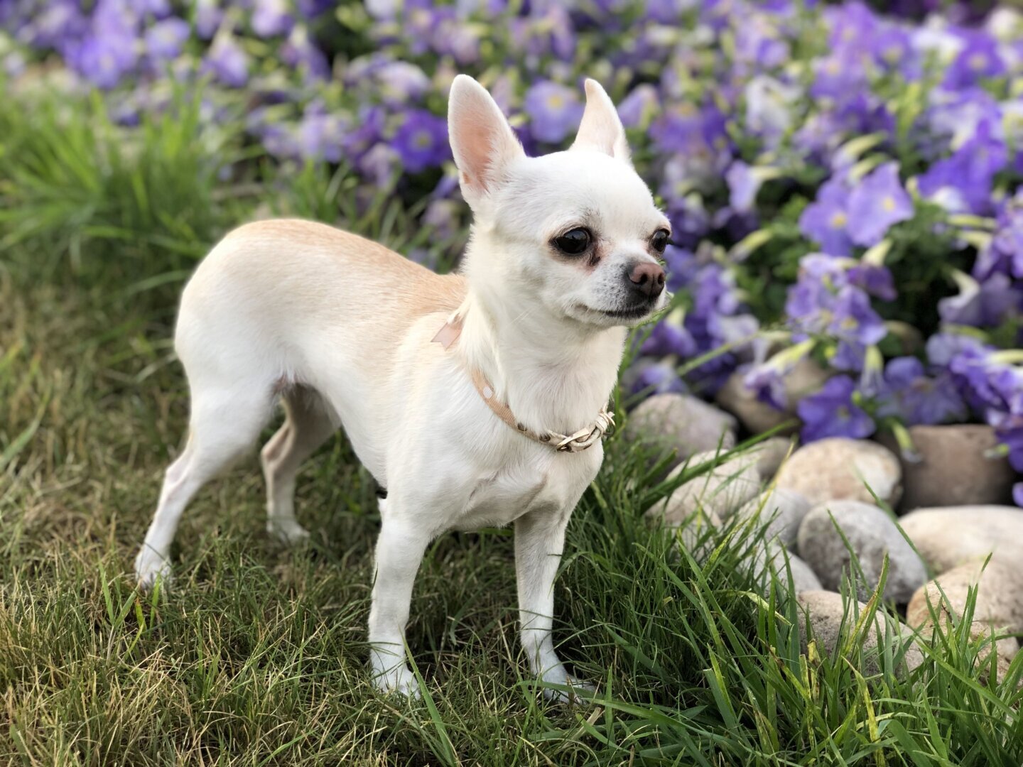 Собака Чихуахуа, особенности породы