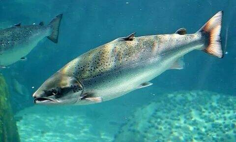 Норвежский лосось. Польза или вред.