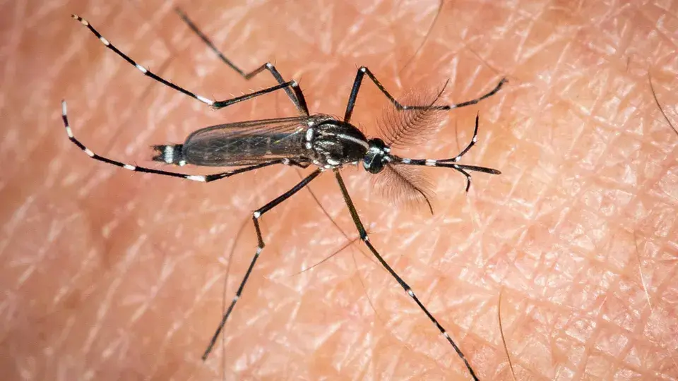 Виды комаров, переносчиков лихорадки денге ( Тигровый комар)