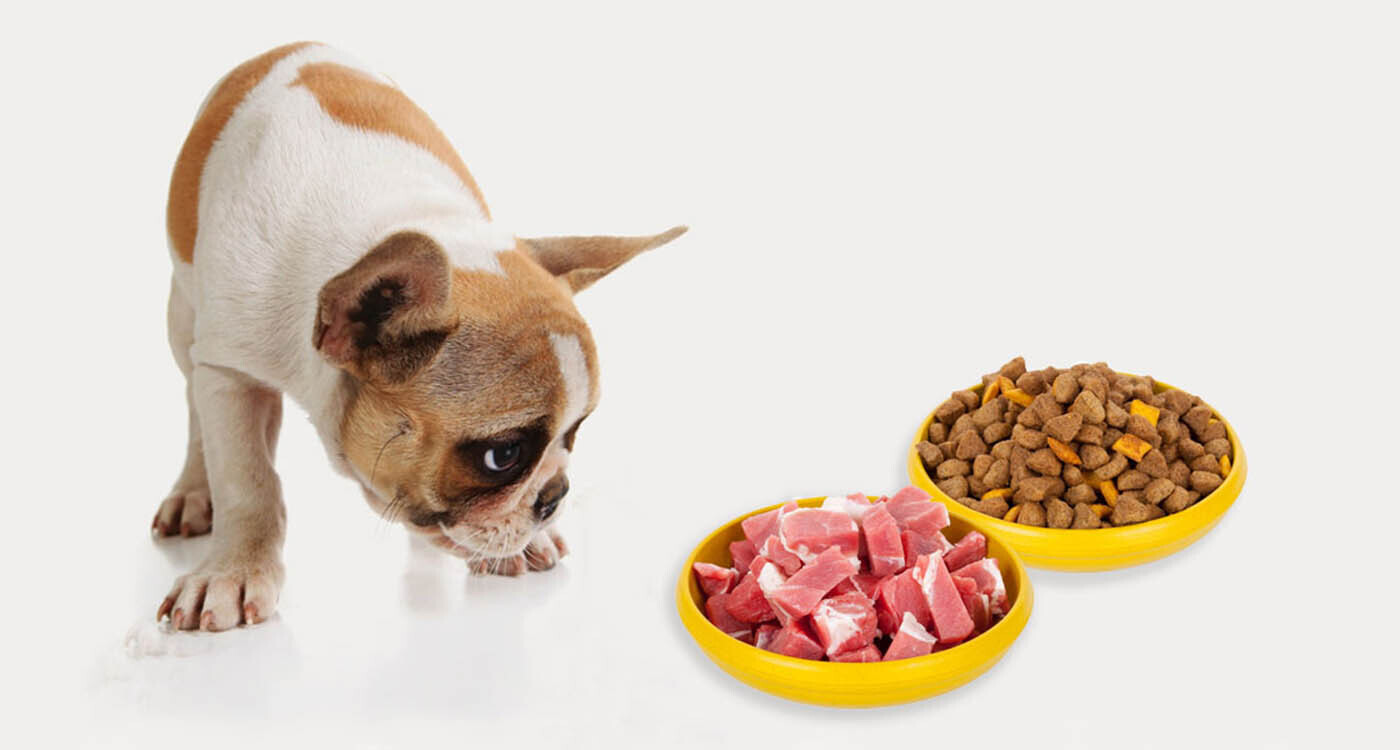 Чем кормить домашних питомцев: натуральная еда или корм из магазина, что лучше?