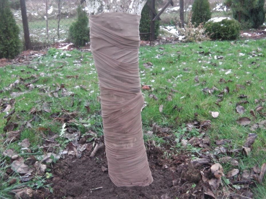 Нестандартно, но эффективно: Срочная обёртывание деревьев старыми колготками для дачников А Вы так делаете ?