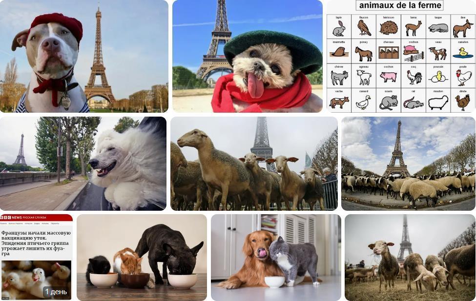 Французы начали есть домашних животных
