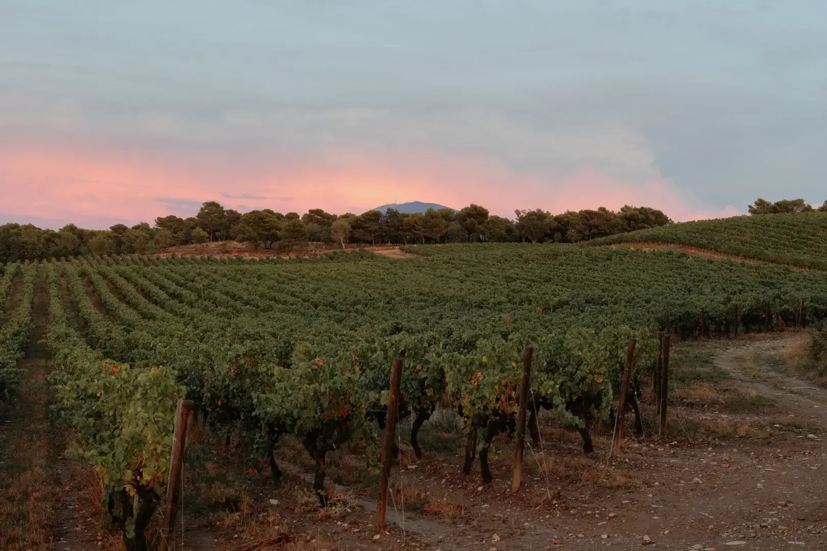 В Провансе виноделы борются с изменением климата