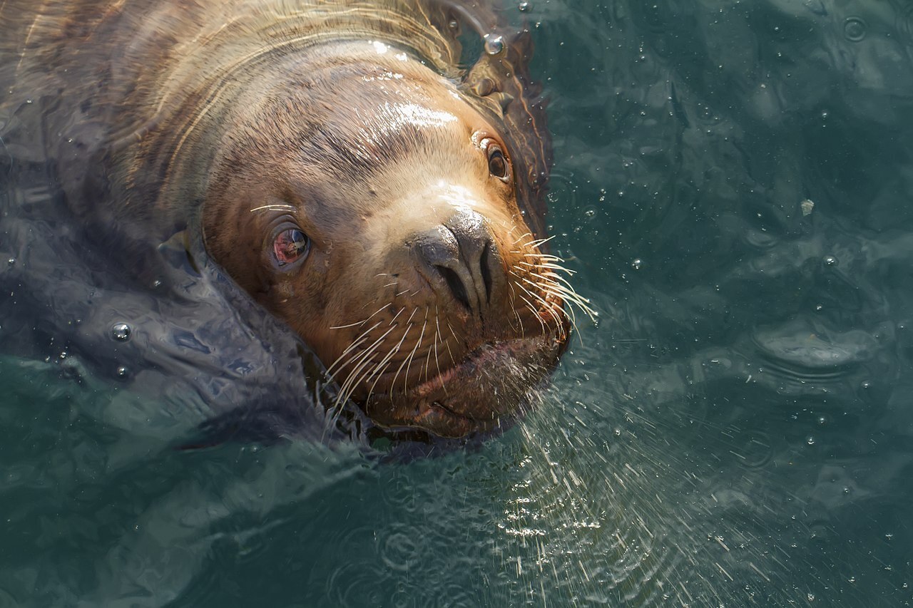 Рассказ "Город Петропавловск-Камчатский"