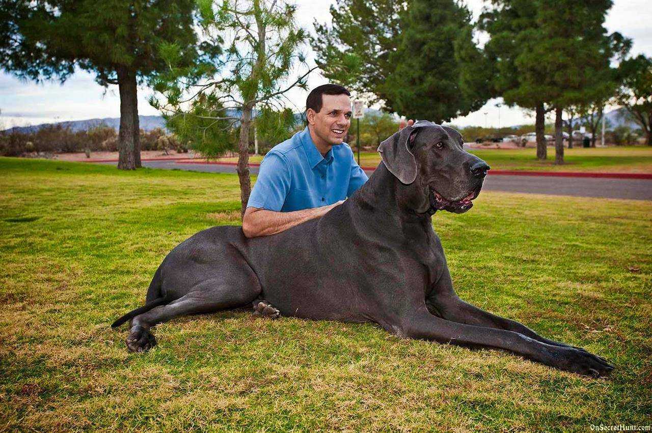 Самые большие собаки, их порода и нрав.