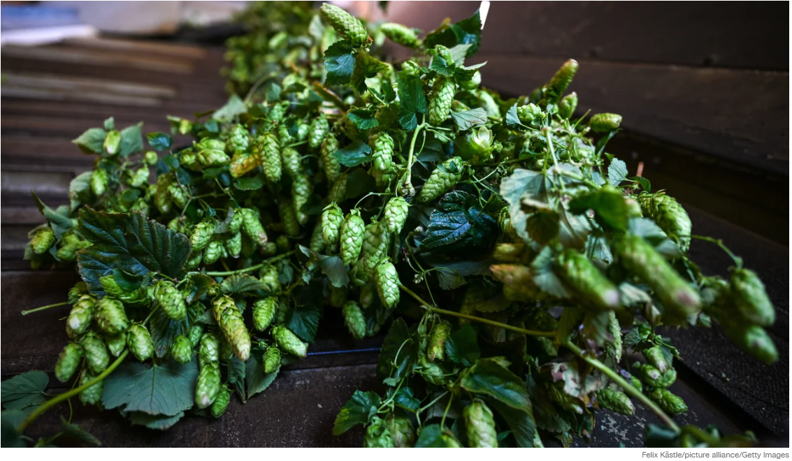 Климатический кризис надвигается на ваше хмельное пиво