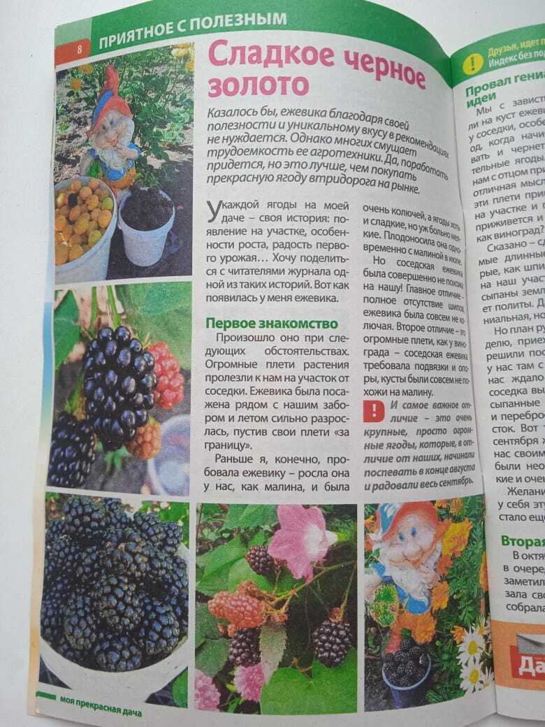 «Сладкое черное золото» - моя шестая подряд публикация в журнале «Моя прекрасная дача».История о том, как мои ягодки приносят мне золотые.