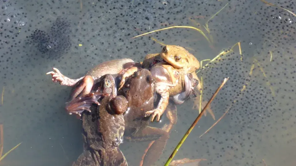 Самки травяных лягушек спасаются от самцов, притворяясь мертвыми
