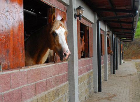 Часть 2. Как меня уговорили стать управляющим на ранчо Сакраменто