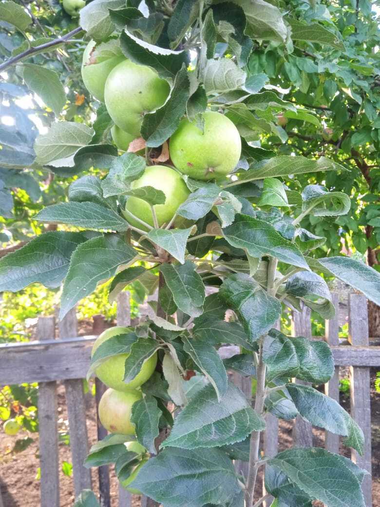 Не дача, а одно богатство и знатные особы: есть валюта, ожерелья, принцы, графы и купцы и даже собственный «Сбербанк»