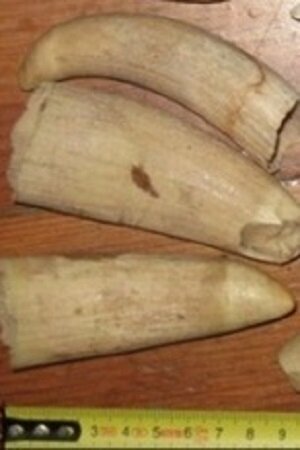 Очень дорогие зубы. А чьи?