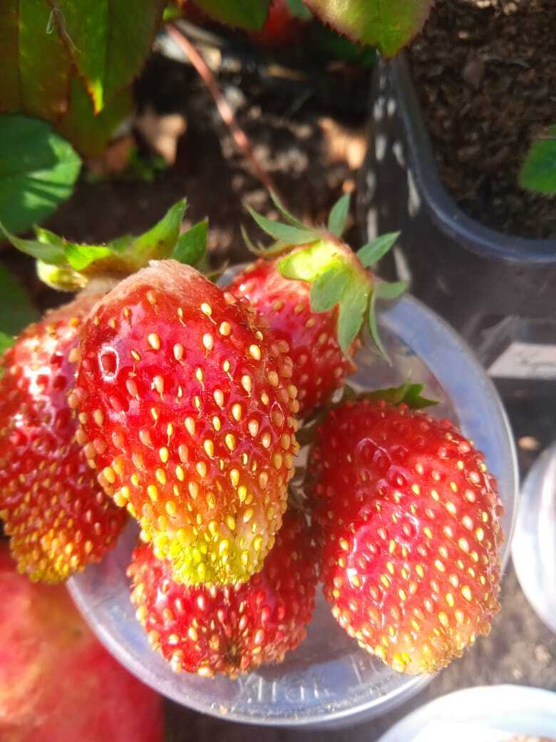 Не дача, а одно богатство и знатные особы: есть валюта, ожерелья, принцы, графы и купцы и даже собственный «Сбербанк»