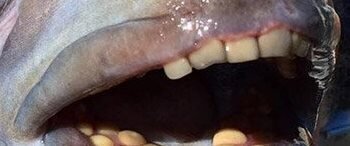 Чьи это зубы?Трудно догадаться.