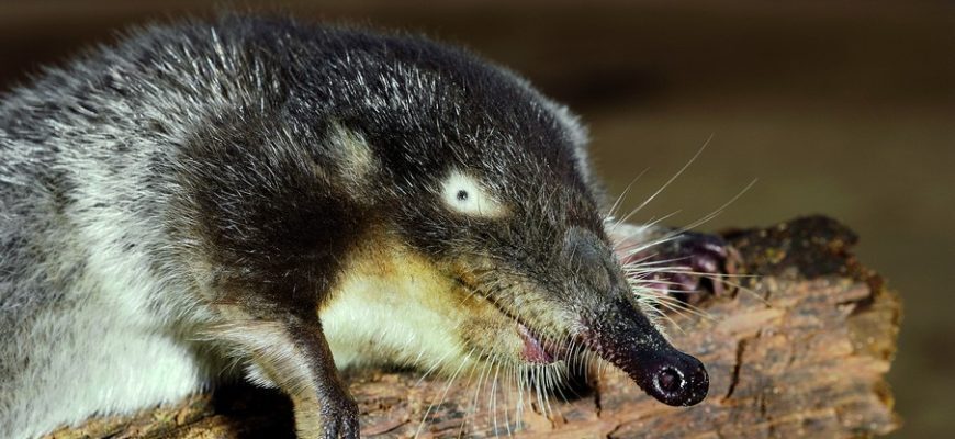 Выхухоль, Чудо природы.