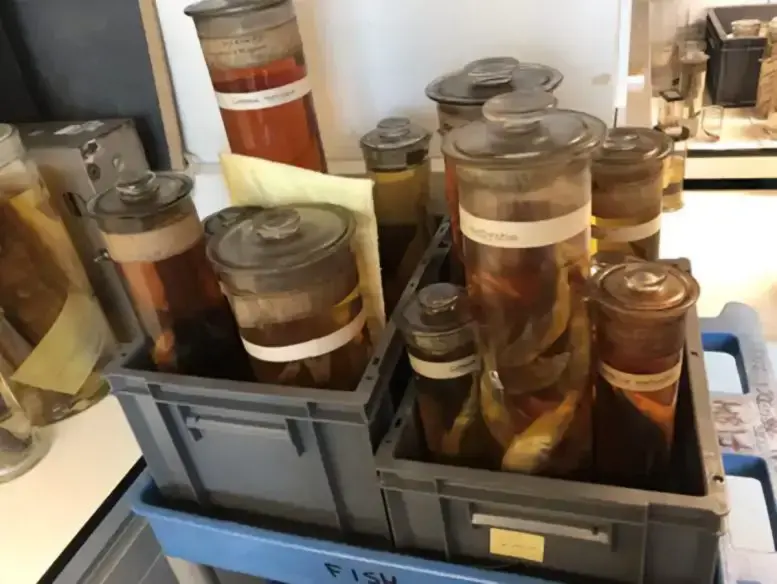 "Вымершая" рыба жива и здорова!