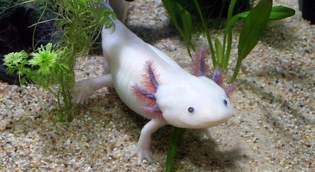 Аксолотль: странное существо, ставшее популярным домашним животным