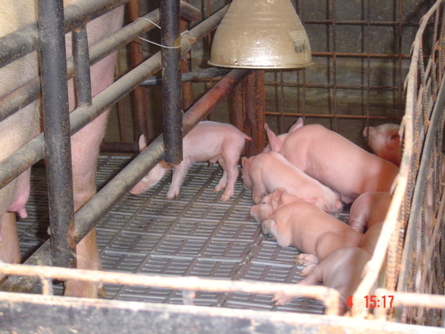 Ранчо Сакраменто. Часть 6. Тонкости и подводные камни в управлении ранчо в Латинской Америке, во что я вложил свою зарплату управляющего