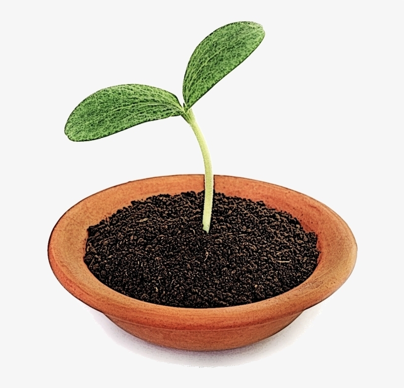 Чтобы выздороветь, то нужно опробовать все способы, даже такой простой и лёгкий, как «ПОСАДИТЬ БОЛЕЗНЬ В ГОРШОК»