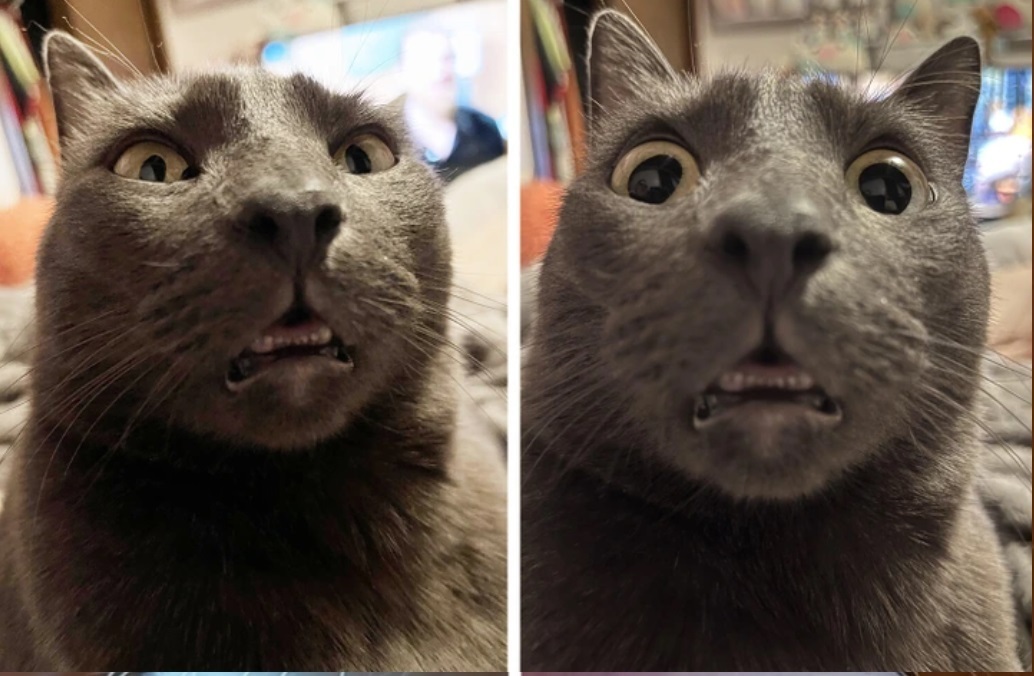 Эксклюзивная японская технология, которая может буквально определить счастье вашей кошки по одной картинке