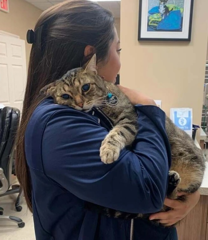 Эксклюзивная японская технология, которая может буквально определить счастье вашей кошки по одной картинке