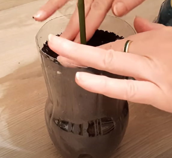 Размножение роз с помощью картофеля - это может сделать каждый!