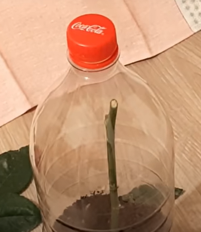 Размножение роз с помощью картофеля - это может сделать каждый!