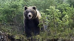 Странный случай в Сибири в тайге.