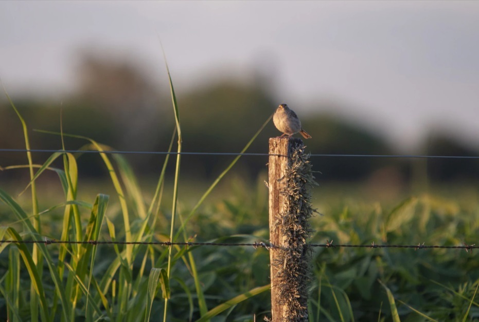 Двойной агент Сыровой благополучно достиг России