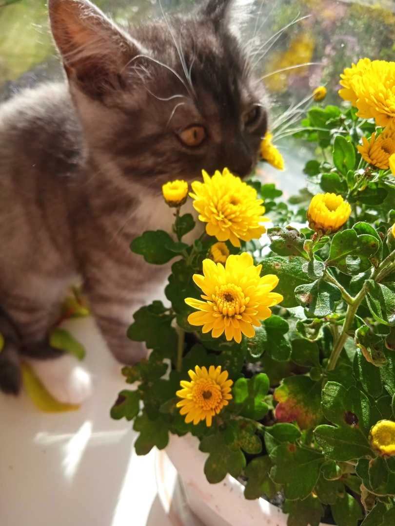 Мой цветущий рай переехал с дачной клумбы на подоконник: осенние цветы будут радовать буйством красок в промозглую осень