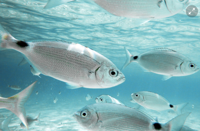 Загадочный мир подводных жителей: особенности поведения и коммуникации рыб