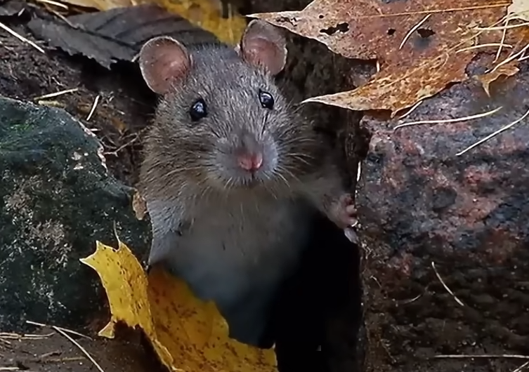 Крысы – неприятные существа. Большинтво так считает, но…