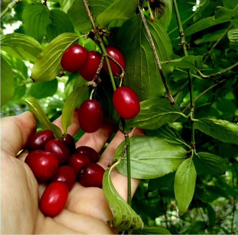 Я покажу вам осени начало. Анапа, за городом 22 октября, много фото