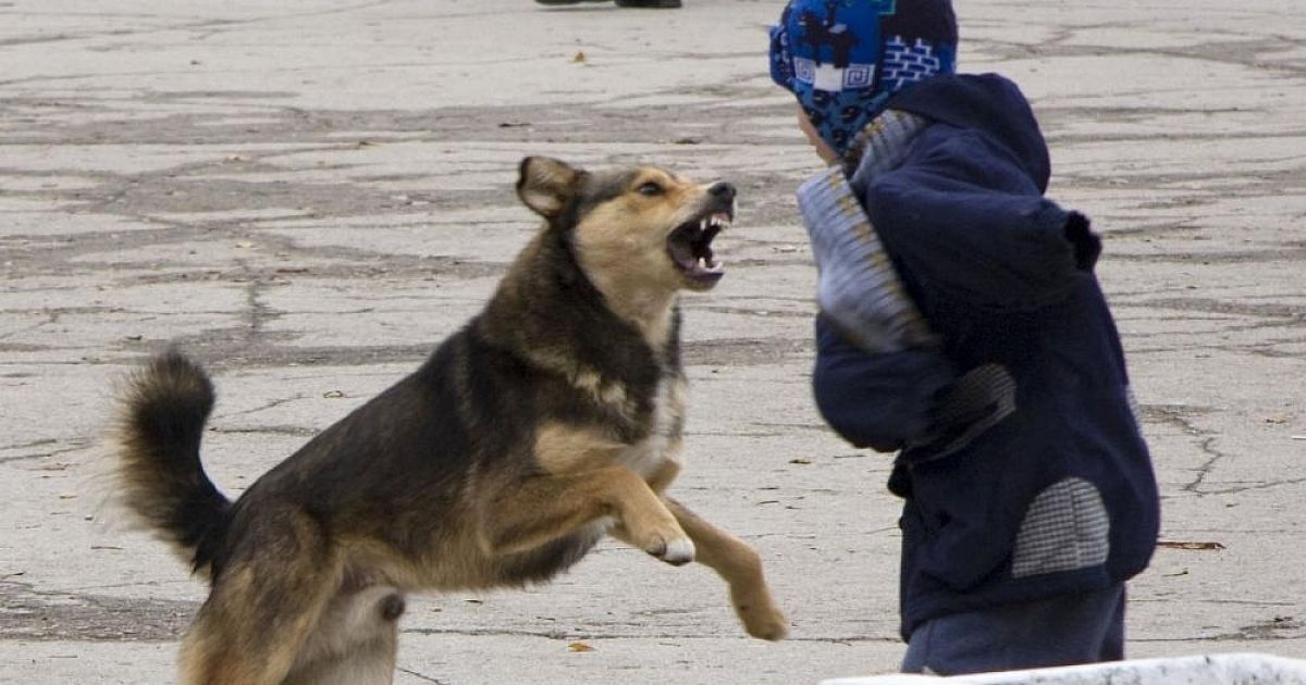 Бездомные псы атакуют