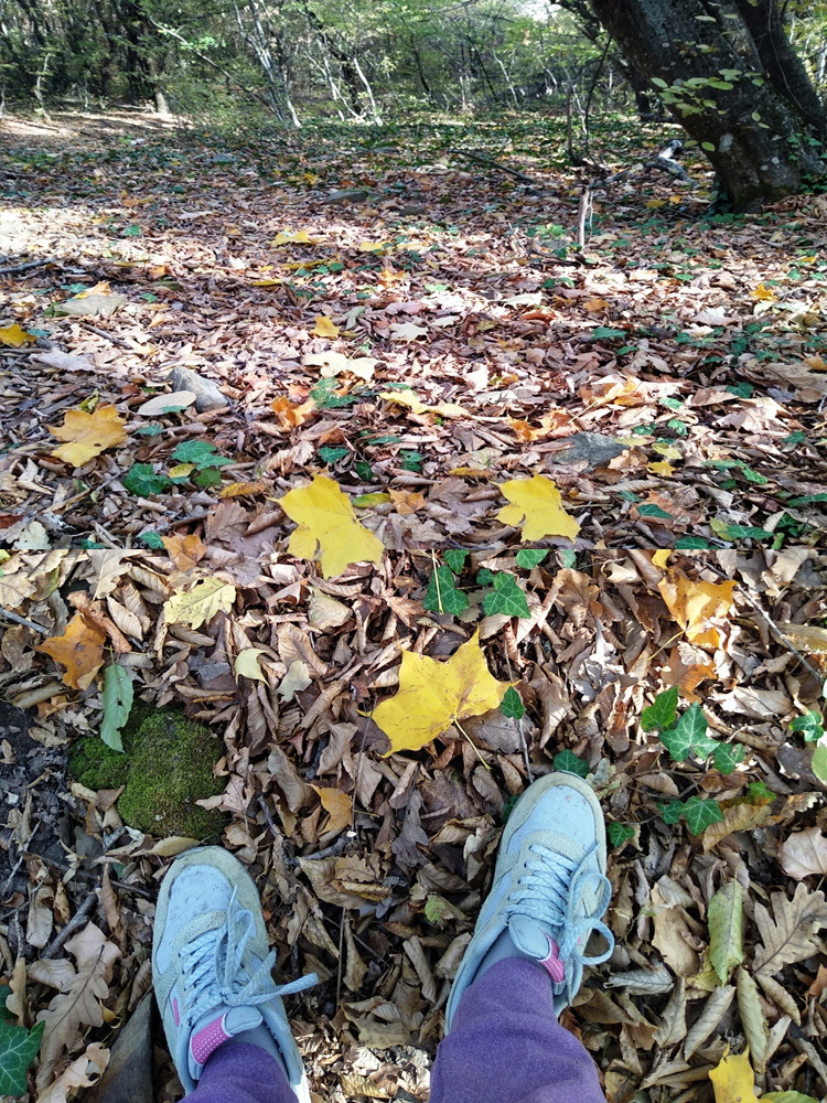 Я покажу вам осени начало. Анапа, за городом 22 октября, много фото